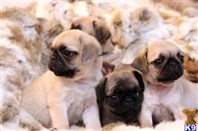 pug puppy posted by Jessica reynolds